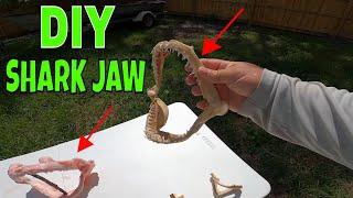 DIY How to Process and Cure a SHARK Jaw Mount *** Easier than you Think