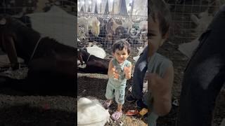 Mashallah qurbani ka bakra #youtubeshorts #shorts #ytshorts