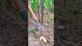 #farming #enjoyrurallife #naturerurallife #rurallife #vegetables #garden #rogator #short 86152