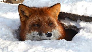 Two Funny Foxes digging their Dens in the Snow