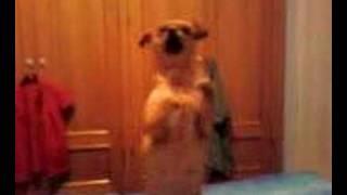 perro bailando el xiki xiki