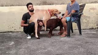 Labrador mating | dog mating | dog breeding | DogZilla Pet Kennel