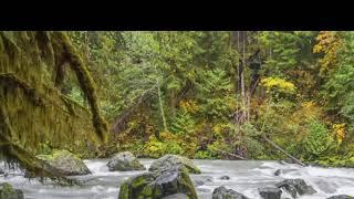 Motion Stream Chill Laidback Vibes