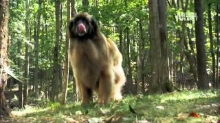 Dog Breeds 101 Video: Leonberger