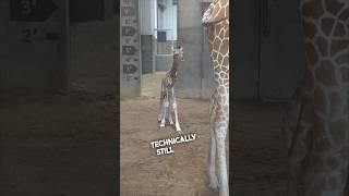 This baby giraffe is so cool ️