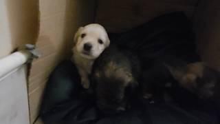 Щенки выброшенные в ночь на мороз_Puppies thrown out on a night of frost