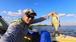 Ring fishing on the Volga. These BREAM don't fit in the fish tank!