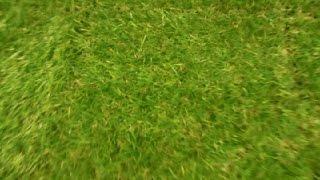 Grass in Japan?