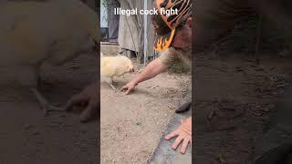illegal cock fight #rooster #fight #mgtow