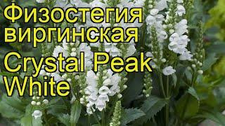 Физостегия виргинская Кристал Пик Вайт. Краткий обзор physostegia virginiana Crystal Peak White