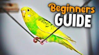 How to take Care of a Parakeet | Beginner's Guide to Pet Birds