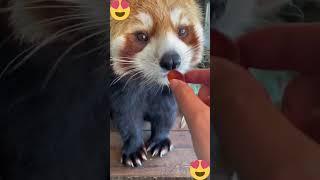 Aren't Red pandas the cutest? @littlepanda6487