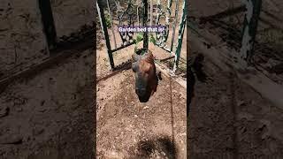 Horse head in bed?#shorts #godfather, #horse #movieclips,#garden