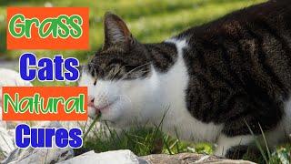 Grass Cats Natural Medicine|Reasons Why Do Cats Wants To Eat Grass