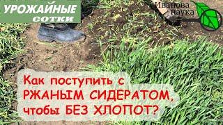 Что делать с РЖАНЫМ СИДЕРАТОМ?