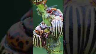 Insect Population; A Billion Times More than human population #science