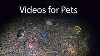 10 Hour Mice at Night Compilation - CAT TV - Relax Your Pet - Videos for Pets - Sept 07, 2023