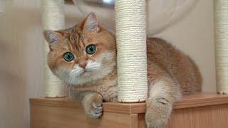 Cat Castle met Hosico