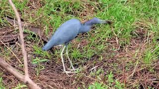 SWAMP EEL VS. LITTLE BLUE HERON #wildlife #nature #animals