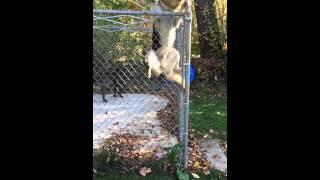 German Shepard Jumps 6ft Fence