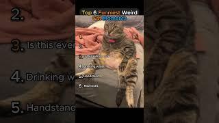 Top 6 Funniest Weird Cat Moments!