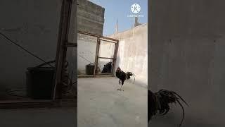 Ryan Chicks farm #aseelmurga #with #ryanorchachu #2025