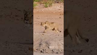 Leopard Walks Right into a Lion