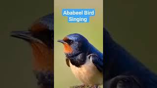 Ababeel Birds Beautiful Singing #ababeel #ababil #birds #beautiful #singing #shorts #viral #youtube