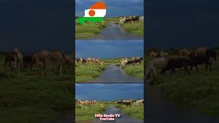 NIGER ️ Masha Allah animal