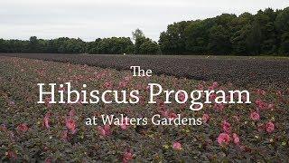 The Hibiscus Program @ Walters Gardens