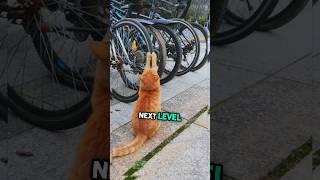 Cat at the bike repair shop is just next level  | Hilarious Orange Kitten