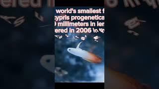 #worldcup #Paedocypris progenetica#paedocypris fish:The world's smallest fish@fatima# fish