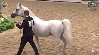 N 19 BEL ADEED   German National Championships   Aachen 2024   Stallions 4+ Years Old Class 9 10