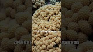 The Rise of Coral Reefs: Building Early Marine Ecosystems in the Ordovician
