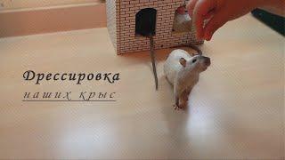 Дрессировка наших крысят./Training our rat pups.