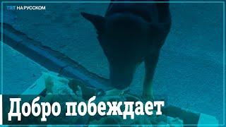 Турок через TikTok популяризирует помощь бездомным животным