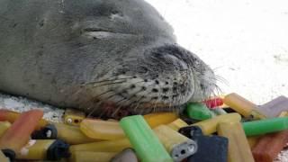 Species In The Spotlight: Hawaiian Monk Seal