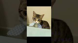 SEVİMLİ KEDİLER ASMR- EĞLENCELİ VLOG VİDEOLARI #catslovers #canada #animal #thecats #kedivideoları