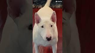 Bull Terrier Shenanigans! #miniaturebullterrier #bullterrier #minibull #englishbullterrier