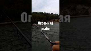 клюнул монстр #monster ,#fishing #рыбалка