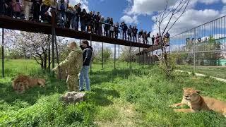 Эдгард Запашный среди ДЕСЯТКА ЛЬВОВ снимает фильм об Олеге Зубкове!