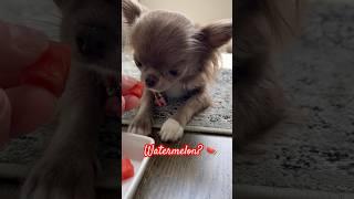 Chi puppy trying watermelon  You will be surprised️ #chihuahuapuppy #dogsofyoutube #dogshorts