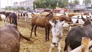 Horse Donkey Mating Video||घोड़ा गधा संभोग वीडियो#donkey #donkeylovers #donkeymating