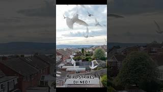 DJI NEO Nearly Hit by a Bird STRIKE #drone #djineo #dji #dronecrash