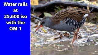 Water rail are very secretive birds. Slimbridge WWT offers one of the best places to film them.