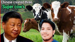 Chinese created three super Cows with help medical science | By Jamal Hussain - JH