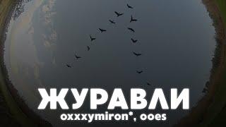 РАЗБОР БИТА журавли - oxxxymiron*, ooes