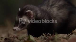 FERRET CLOSE UP RODENT FACE SLOW MOTION SRNYR85GG