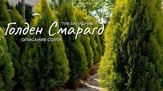 Туя западная Голден Смарагд: описание сорта