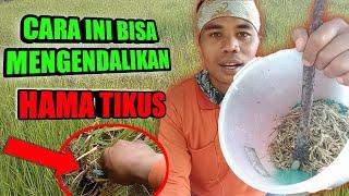 Tikus Sawah dan Cara pengendalianya